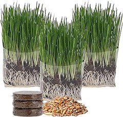 Cómo el enriquecimiento ambiental mejora la vida de los gatos indoor