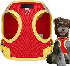 Problemas frecuentes al pasear perros pequeños en entornos urbanos