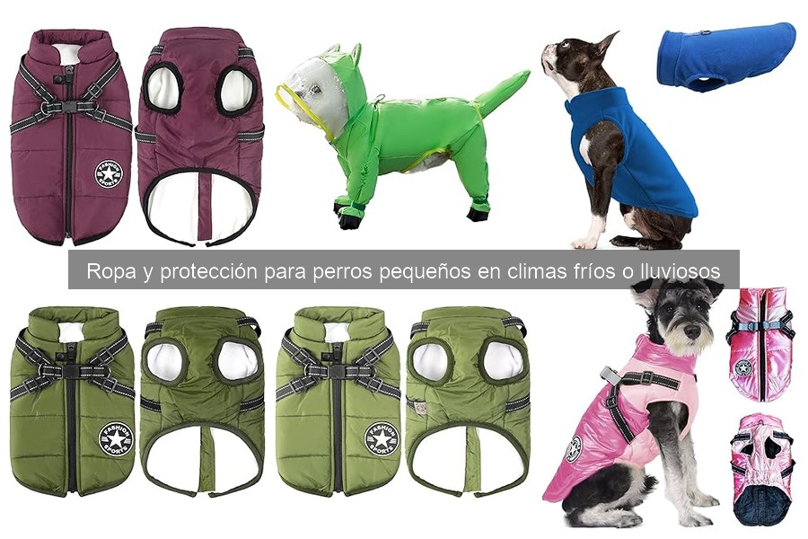 Alternativas a la ropa de perro en invierno para pequeños