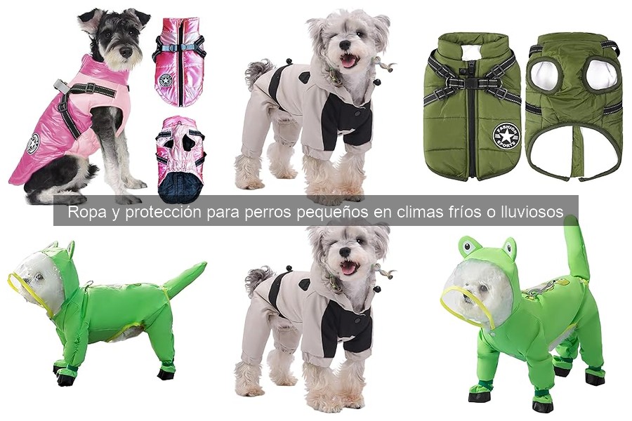 Cómo elegir el abrigo ideal para perros pequeños en invierno