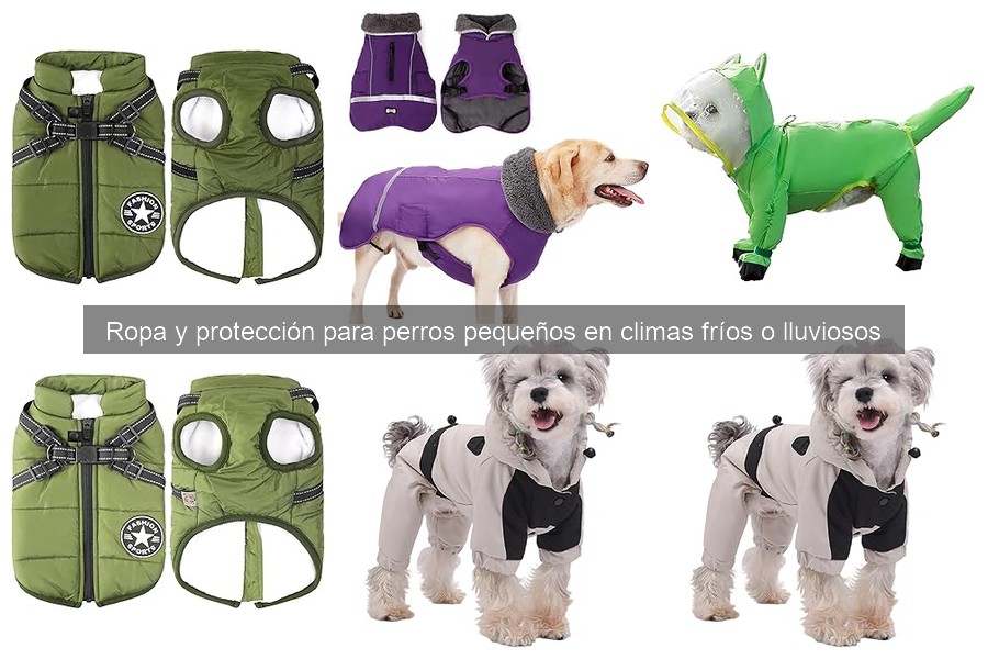 Consejos para mantener la ropa de perros pequeños en buen estado