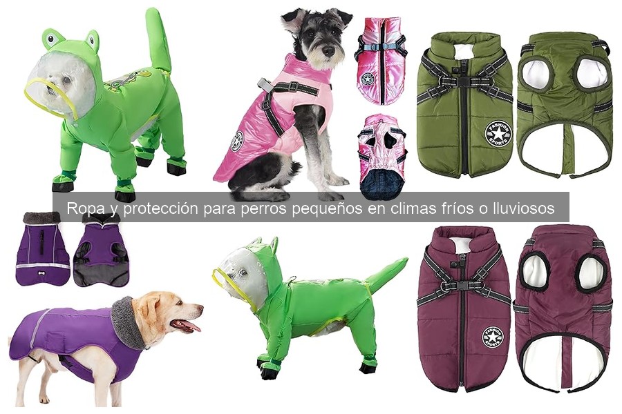 Mejores chaquetas para perros pequeños en invierno 2023