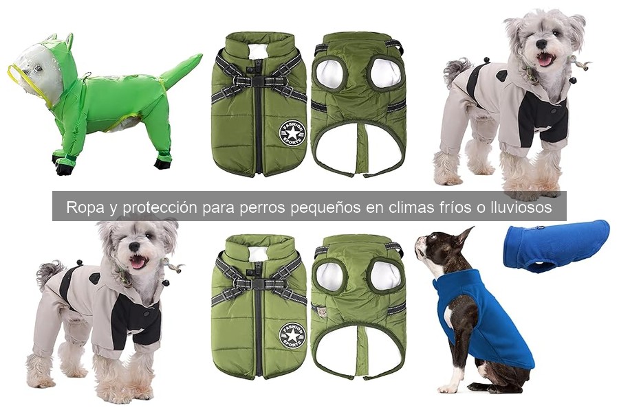 Mejores ofertas en ropa para perros pequeños en invierno