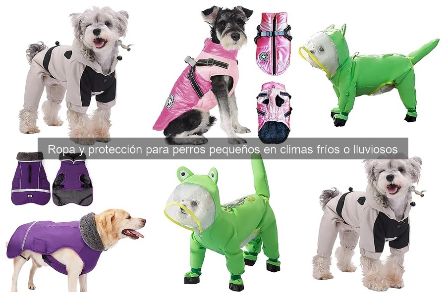 Opciones de ropa impermeable para perros pequeños en climas fríos