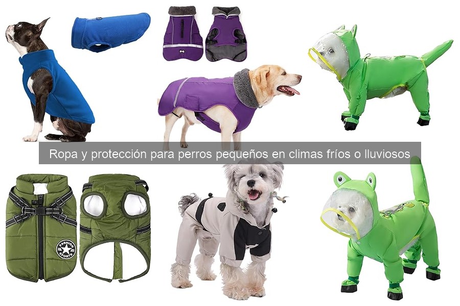 Problemas comunes al vestir perros pequeños en invierno